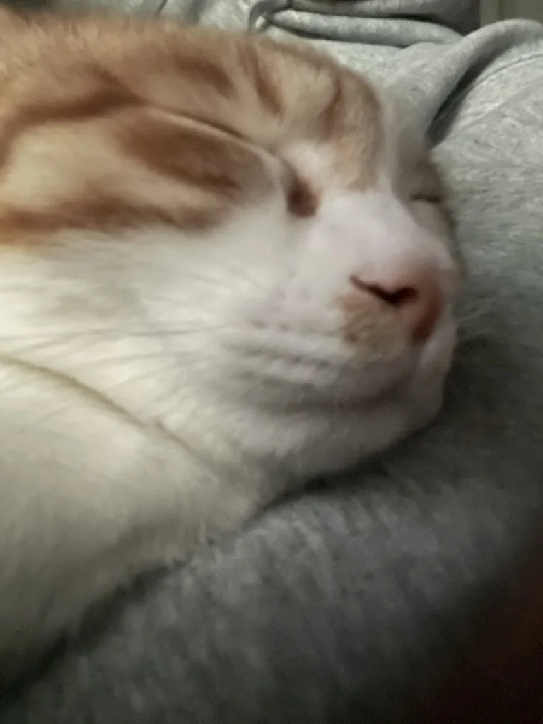 A cat asleep on a gray blanket